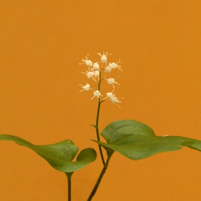 Maianthemum bifolium / Zweiblättrige Schattenblume