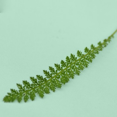 Achillea millefolium / Gewöhnliche Schafgarbe