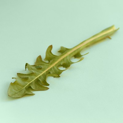 Crepis biennis / Wiesen-Pippau