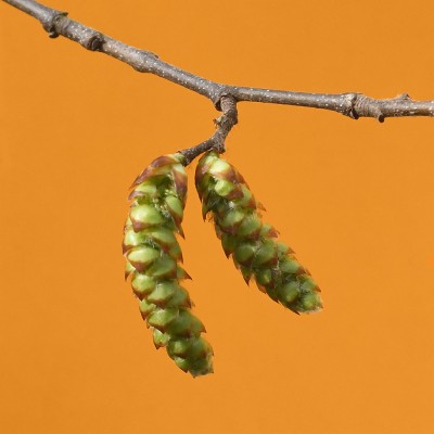 Carpinus betulus / Hainbuche