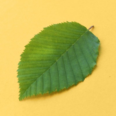 Carpinus betulus / Hainbuche