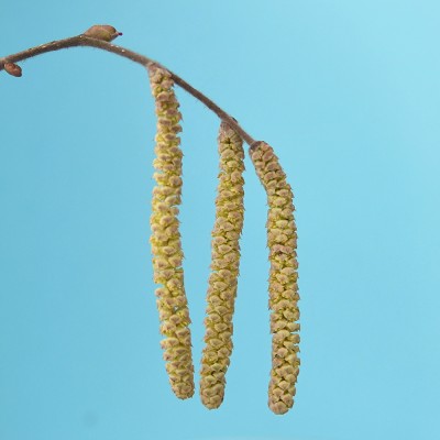 Corylus avellana / Gewöhnliche Hasel
