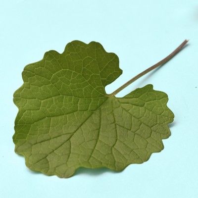 Alliaria petiolata / Knoblauchsrauke