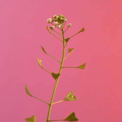 Capsella bursa-pastoris / Hirtentäschel