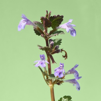 Glechoma hederaceae / Gundermann