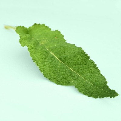 Salvia pratensis / Wiesen-Salbei