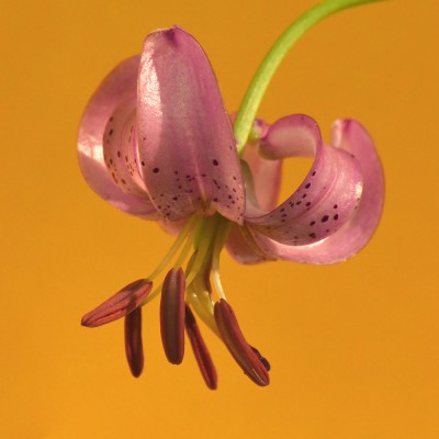 Lilium martagon / Türkenbund-Lilie