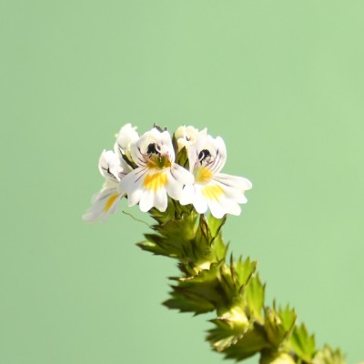 Euphrasia officinalis / Gemeiner Augentrost
