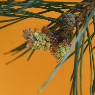 Pinus sylvestris / Wald-Kiefer