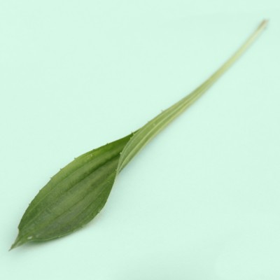 Plantago lanceolata / Spitz-Wegerich
