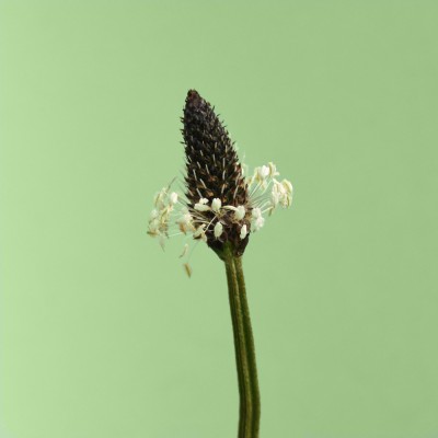 Plantago lanceolata / Spitz-Wegerich
