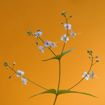 Veronica urticifolia / Nesselblättriger Ehrenpreis