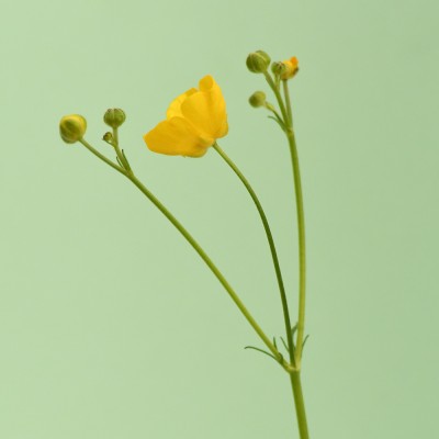 Ranunculus acris / Scharfer Hahnenfuß
