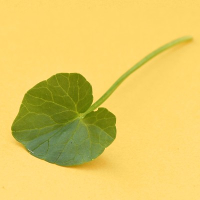 Ranunculus ficaria / Scharbockskraut