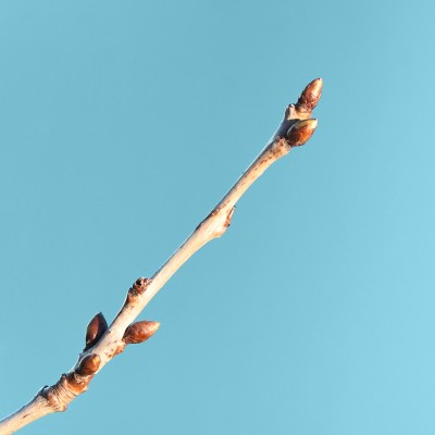 Prunus avium / Vogelkirsche