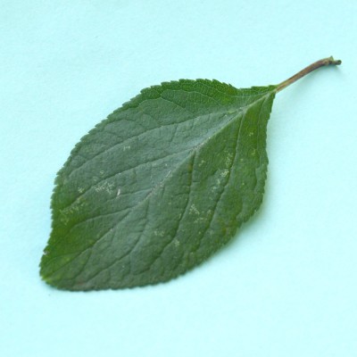 Prunus spinosa / Schlehe