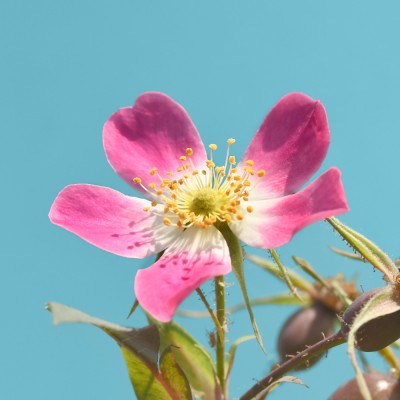 Rosa glauca / Hecht-Rose