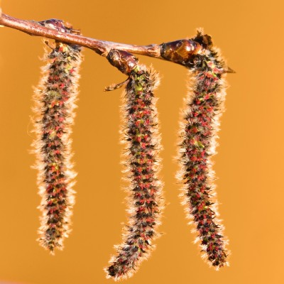 Populus nigra / Schwarz-Pappel