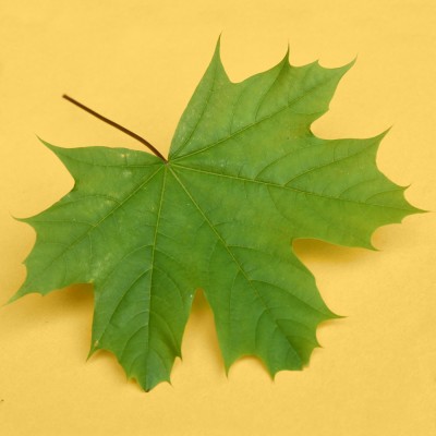 Acer platanoides / Spitz-Ahorn
