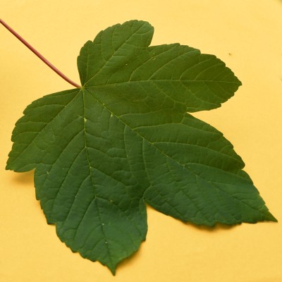 Acer pseudoplatanus / Berg-Ahorn