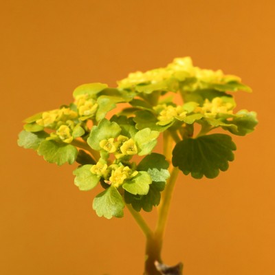 Crysosplenium alternifolium / Wechselblättriges Milzkraut