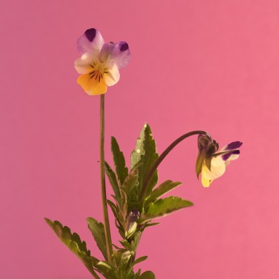 Viola arvensis / Acker-Stiefmütterchen